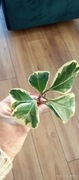 Ficus fikus sweetheart triangularis variegata 