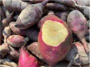 Bataty z bordowo- czerwoną skórką kg EKO/BIO/ uprawa PL