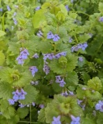 Bluszczyk kurdybanek