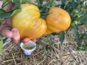 Pomidor Orange Rusian nasiona kolekcjonerskie