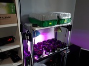4 szt. PRZEWÓD GRZEJNY (grzałka) 15W / 3,5m GROW, na styropianie, do rozsad