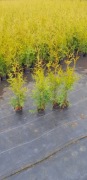Thuja tuja brabant P11 60-80 cm 3,50zł