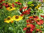 Dzielżan mix kol  50n