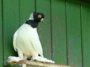 Barwnogłówka Królewiecka  chudnięcie 