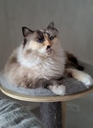 Kotka neva masquerade kot syberyjski tortie szylkret