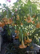 Datury .Brugmansje Trąby anielskie.