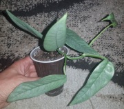 Epipremnum pinnatum pinatum cebu Blue 