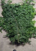 Gałęzie jodły na stroisz 