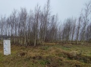 Oddam drzewa | brzoza na opał | biomasa