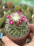 Kaktus mammillaria