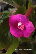 Achimenesy kłącze RF's Pink Chameleon