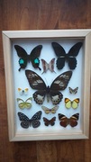 Gablotka motyle Ornithoptera Papilio Marpesia i inne na ścianę