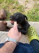 Buda dla psa Pitbull 