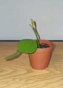 Epiphyllum oxypetalum - królowa jednej nocy - ukorzeniona sadzonka