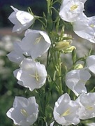 Dzwonek brzoskwiniolistny biały