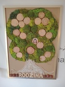 Drzewo genealogiczne mech chrobotek 