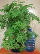 Roślina lecznicza, kwiat geranium, anginka, cytrynka, pelargonia 65cm