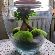 Las w szkle - Ogród Japoński 