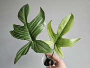 Philodendron filodendron florida ghost hydroponika nr3