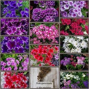 Floks gwiaździsty - mix kolor 