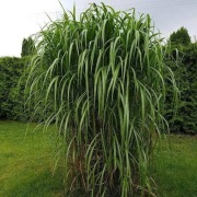 Miskant Olbrzymi Giganteus sadzonki 20sztuk