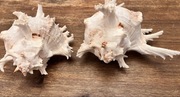 2 SZT WIELKICH MUSZLI MADAGASKARSKICH MURICIDAE CHICOREUS RAMOSUS