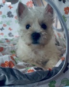 West Highland White Terrier - szczeniak, zdrowy, piękny, socjalizowany FCI