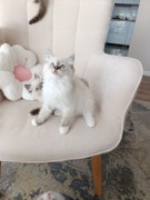 Dziewczynka ragdoll FPL