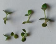 żyworódka Daigremonta mini sadzonki 5sztuk