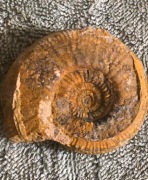 AMONIT CHOFFATIA HECTICOCERAS BARDZO DOBRZE ZACHOWANY OKAZ