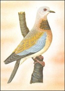 Wyspy Św Tomasza i Książęce - Ptaki, (zestaw 593)