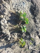 Sadzonki Truskawki Florence 