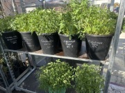 Sadzonki pomidorów w kilkunastu  kolorach 