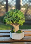 Duże Drzewo Bonsai Mech Chrobotek Dekoracja Długowieczne Dom Prezent
