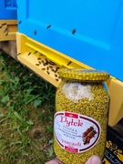 Pyłek pszczeli 0.55 kg z własnej pasieki zbiór 2025 z Kaszub pasieka Słowik
