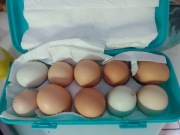 Jajka od kury.  Bio XXL