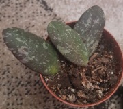 Hoya sigillatis Round Leaves hoja 