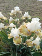 Irys-Spring Madness-kłącze