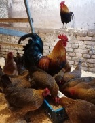 Zielononozki jajka lęgowe zielononozka