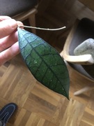 Hoya Meredithii hoja