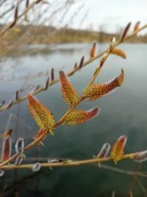 Sztobry wierzb pyłkodajnych 