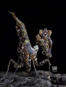 L5 Pseudacanthops lobipes Modliszka modliszki 