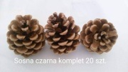 Szyszki z sosny czarnej komplet 20szt