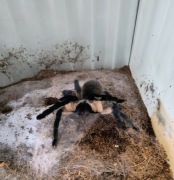 MONOCENTROPUS BALFOURI 1,5-2DC   5 SZTUK