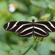 Heliconius charitonius