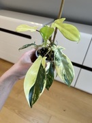 Philodendron Florida Beauty