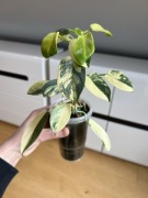 Philodendron Bipennifolium Variegata