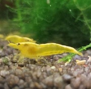 Krewetki Neocaridina Yellow Neon
