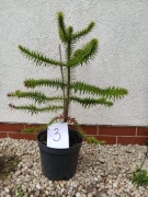 Araukaria chilijska, tzw. Małpie Drzewo, 55 cm
