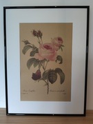 ROŚLINY BOTANIKA Plakat Obraz Vintage Róża